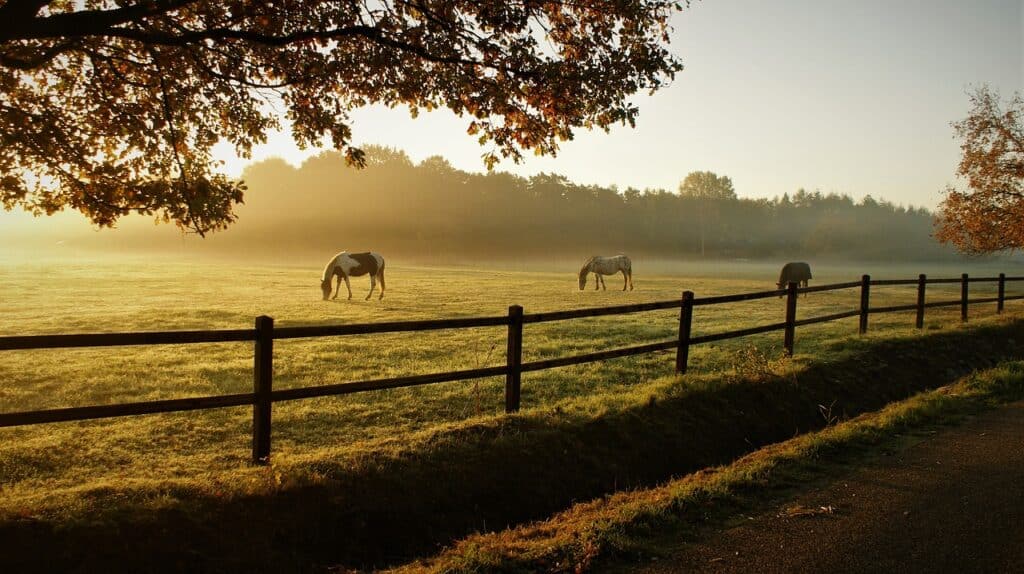 morning in a pasture with cows