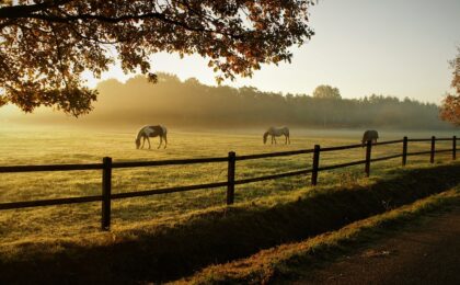 morning in a pasture with cows