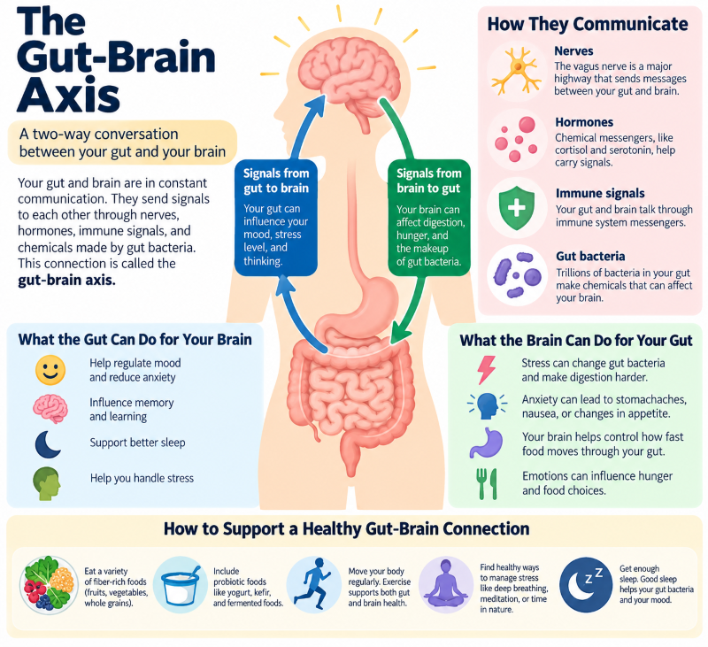 The Gut-Brain Axis Explained gut and brain health after 50